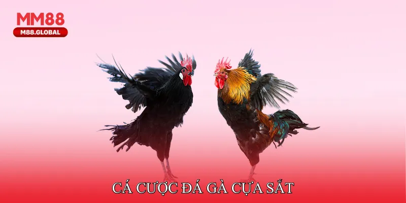 Cá cược đá gà cựa sắt