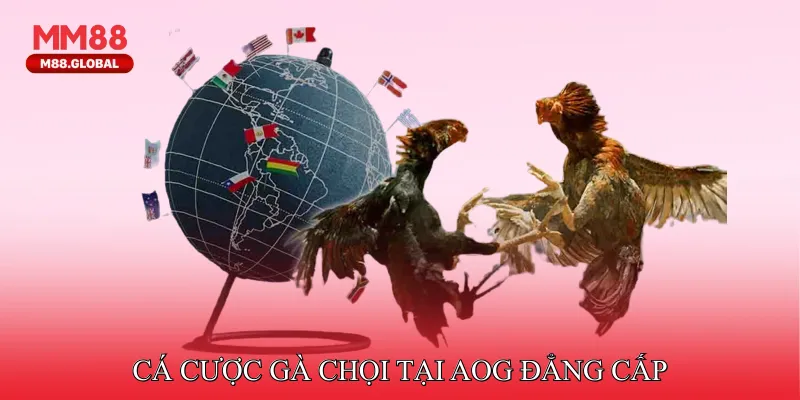 Cá cược gà chọi tại AOG đẳng cấp