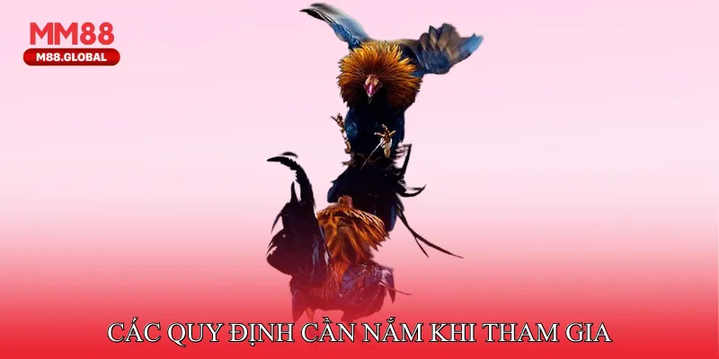 Các quy định cần nắm khi tham gia đá gà MM88