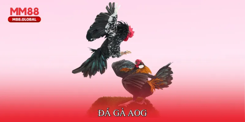 Đá gà AOG