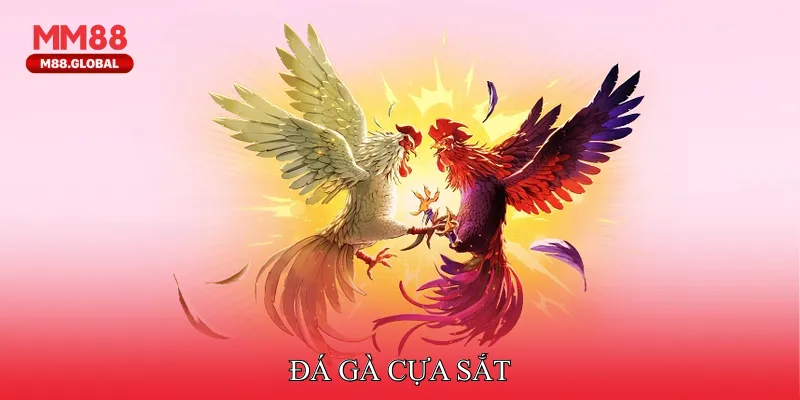 Đá Gà Cựa Sắt Thu Hút Người Tham Gia Nhờ Tính Kịch Tính Đá Gà Cựa Sắt