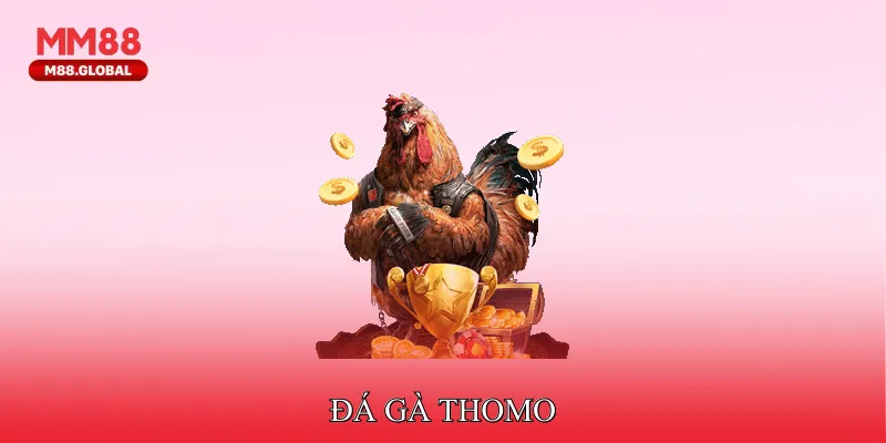 Đá Gà Thomo - Trải Nghiệm Gà Chọi Chất Lượng Đỉnh Cao Đá Gà Thomo