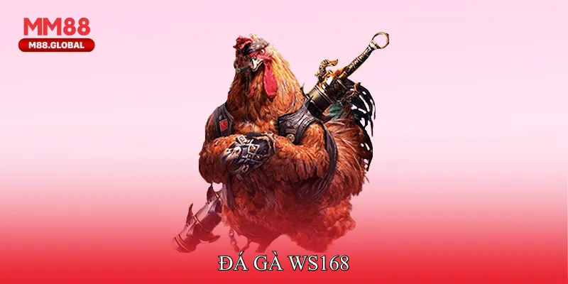 Đá Gà WS168 Mang Đến Không Khí Đấu Trường Sôi Nổi Đá Gà WS168
