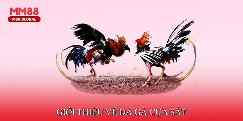 Đá Gà Cựa Sắt Thu Hút Người Tham Gia Nhờ Tính Kịch Tính Giới thiệu về đá gà cựa sắt