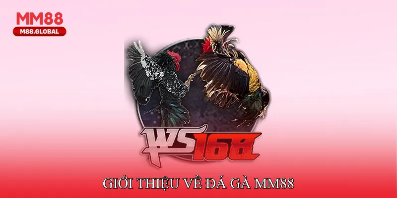 Giới thiệu về đá gà MM88