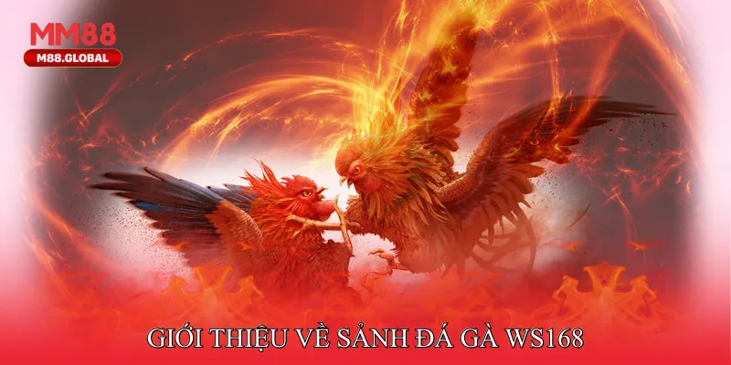 Đá Gà WS168 Mang Đến Không Khí Đấu Trường Sôi Nổi Giới thiệu về sảnh đá gà ws168
