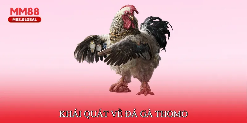 Khái quát về đá gà Thomo