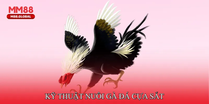 Kỹ thuật nuôi gà đá cựa sắt