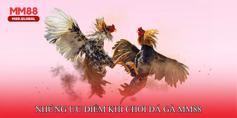 Những ưu điểm khi chơi đá gà tại nhà cái MM88