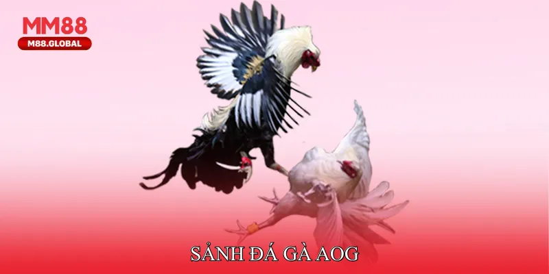 Sảnh đá gà AOG