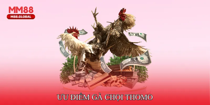 Ưu điểm gà chọi Thomo